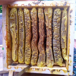 14kg box of honey